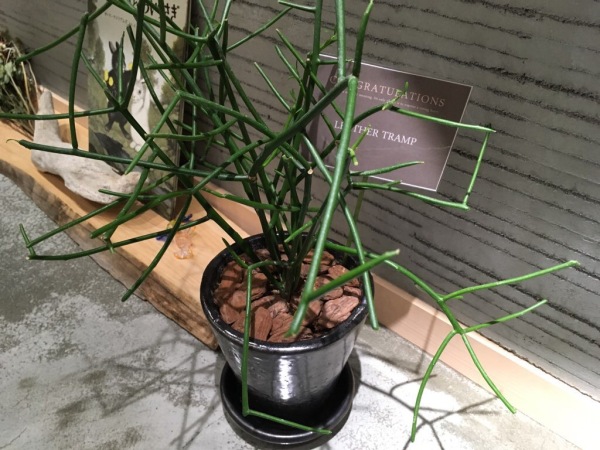 LEATHER TRAMP | レザートランプ